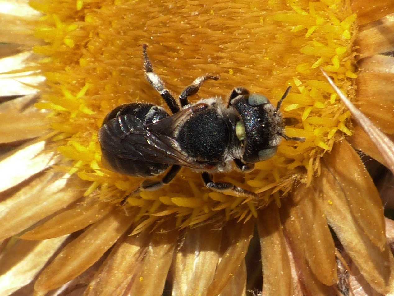 Apina tozza (Osmia sp.?)